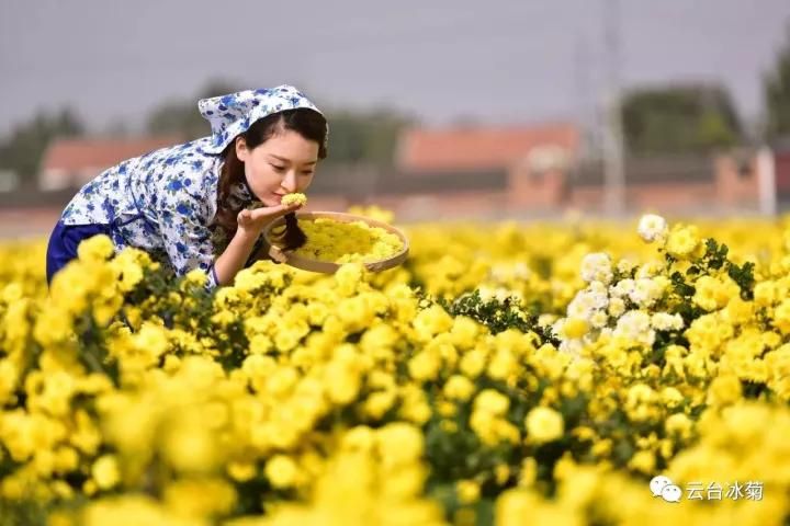 云臺冰菊基地發生了什么？一批批領導專家團隊前來！